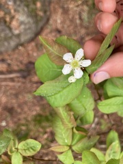 Amelanchier bartramiana