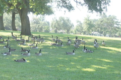 Branta canadensis