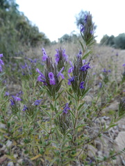 Thymbra spicata
