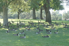 Branta canadensis