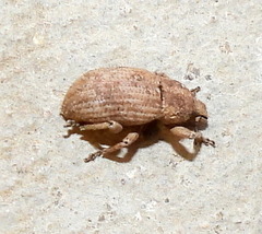 Dichoxenus setiger