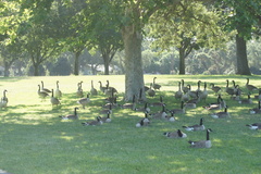 Branta canadensis