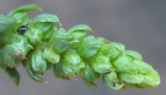 Angiospermae