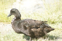 Anas platyrhynchos domesticus