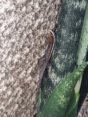 Gonatodes vittatus