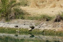 Trachemys scripta elegans