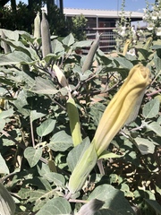 Datura wrightii