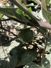 Datura wrightii