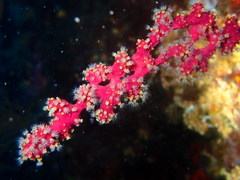Alcyonium coralloides