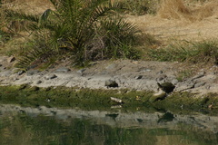 Trachemys scripta elegans