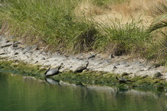 Trachemys scripta elegans