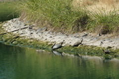 Trachemys scripta elegans