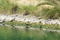 Trachemys scripta elegans