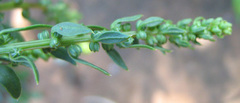 Angiospermae