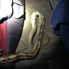 Bogertophis subocularis