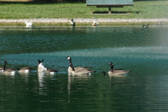 Branta canadensis