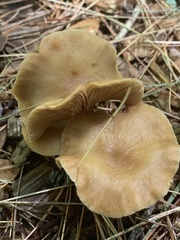 Infundibulicybe squamulosa