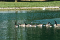 Branta canadensis