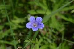 Geranium igoschinae