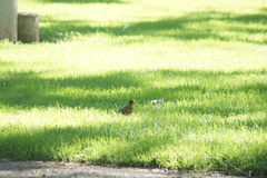 Turdus migratorius
