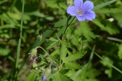 Geranium igoschinae