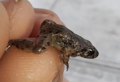 Adenomera hylaedactyla