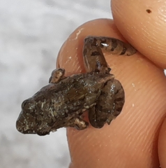 Adenomera hylaedactyla