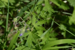 Geranium igoschinae