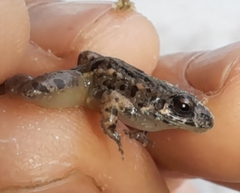 Adenomera hylaedactyla