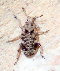 Colecerus marmoratus