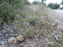 Thymbra spicata