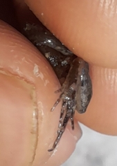 Adenomera hylaedactyla