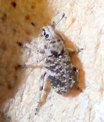 Colecerus marmoratus