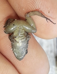 Adenomera hylaedactyla