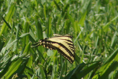 Papilio rutulus