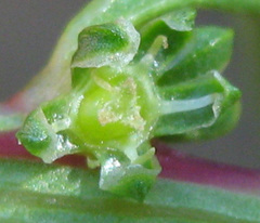 Angiospermae