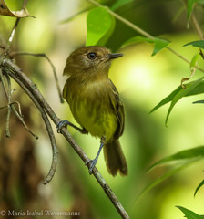 Hemitriccus kaempferi