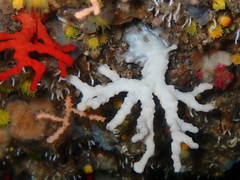 Corallium rubrum