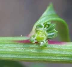 Angiospermae