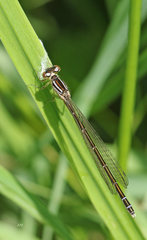 Coenagrion resolutum