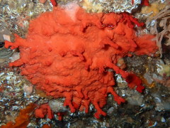 Corallium rubrum
