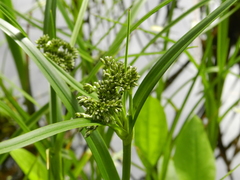 Scirpus sylvaticus