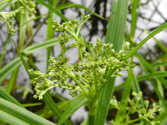 Scirpus sylvaticus