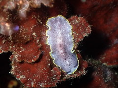 Prostheceraeus moseleyi