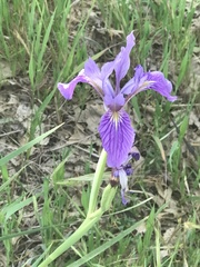 Iris hartwegii australis