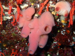 Haliclona mediterranea