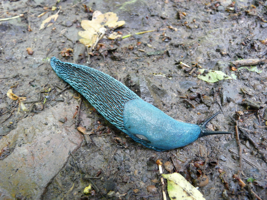 Carpathian blue slug