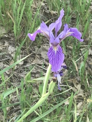 Iris hartwegii australis