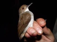 Pellorneum rostratum