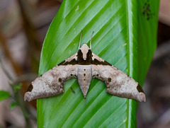 Adhemarius eurysthenes